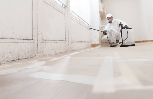 Black mold remediation team in Alpine